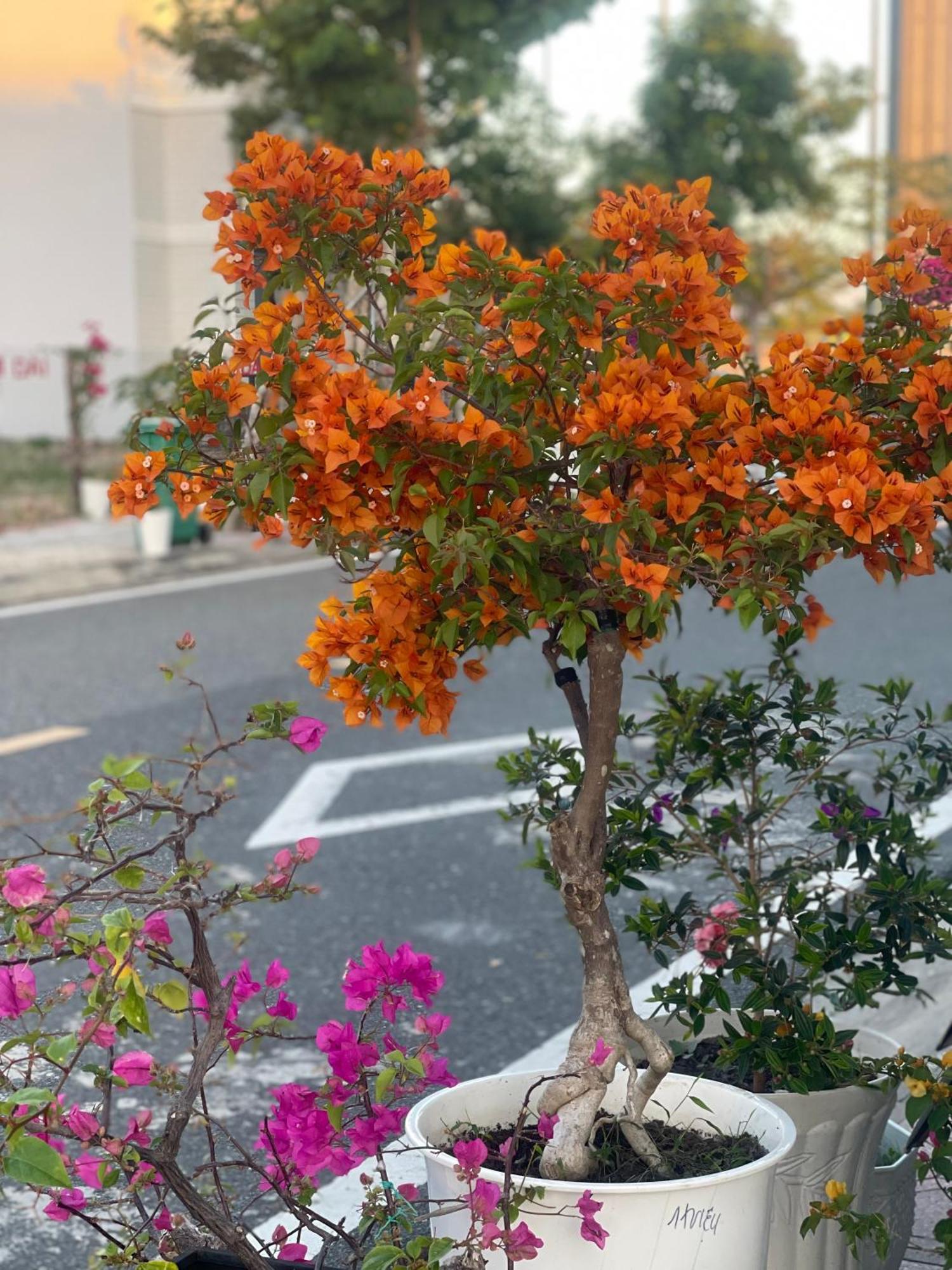 Moc Homestay- Near Bai Dai Beach Cam Lam Dış mekan fotoğraf