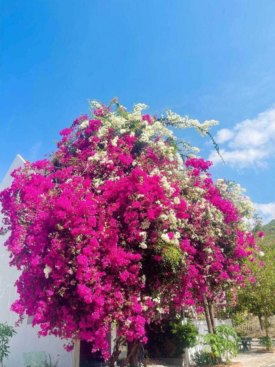 Moc Homestay- Near Bai Dai Beach Cam Lam Dış mekan fotoğraf